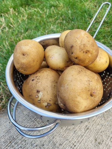 cleaed up potatoes in a bowl