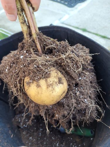 potato plant being pulled out of the dirt