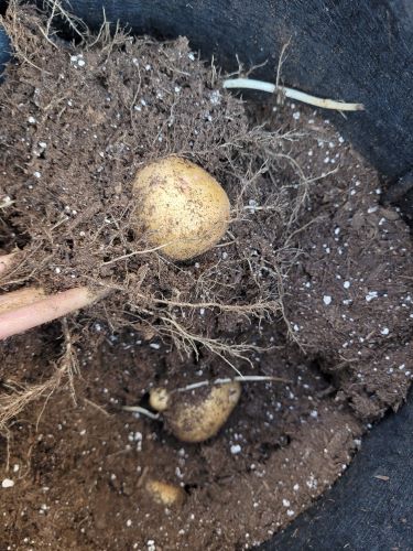 multiple potatoes in the dirt