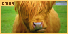 Cows