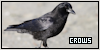 Crows