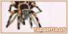 Tarantulas