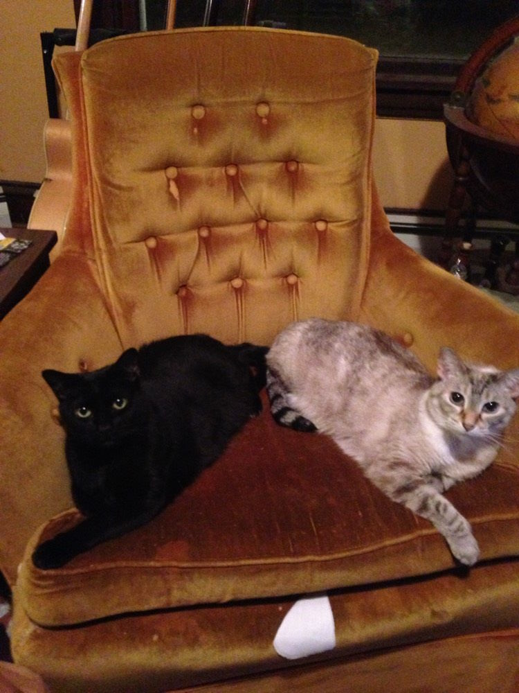 Black cat laying next to grey striped cat on a yellow chair