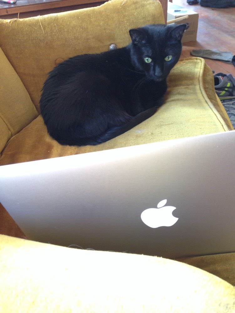 Black cat watching laptop screen