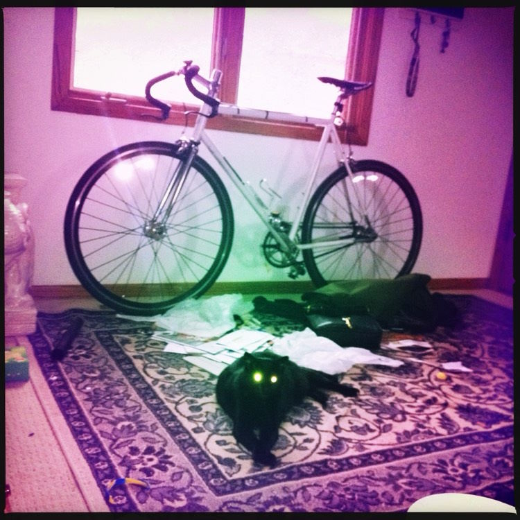 Black cat laying on a carpet with a purple filter