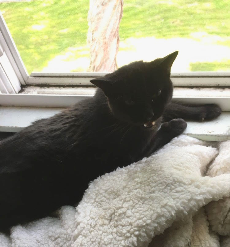 Black cat laying on a blanket on a window sill