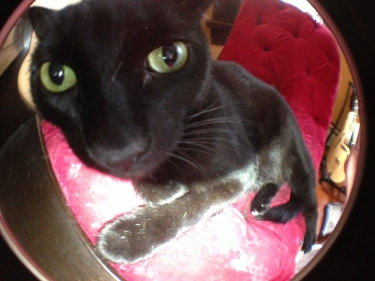 Close up of black cat's face with a fish eye lens