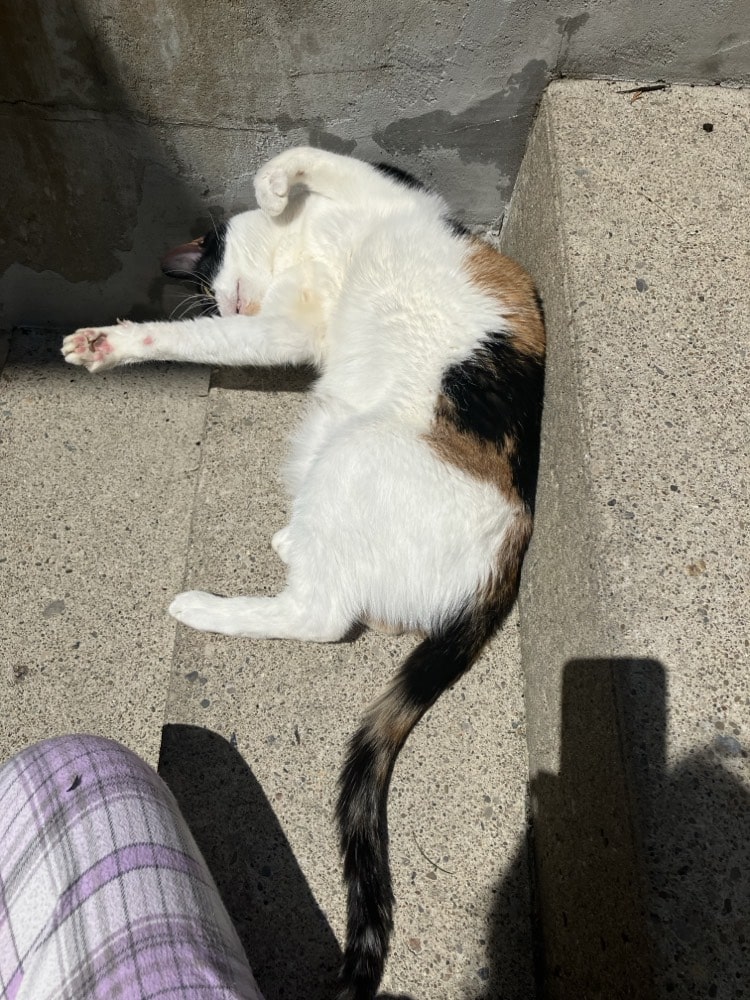 Calico cat on her back rolling on cement steps