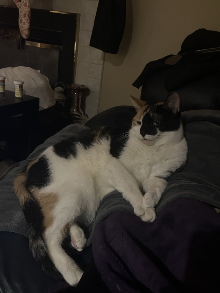 Calico cat laying on my legs with her mouth slightly open