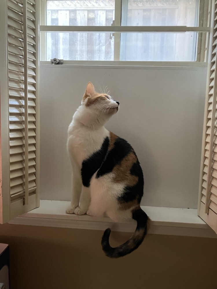 Calico cat sitting on window sill, looking up