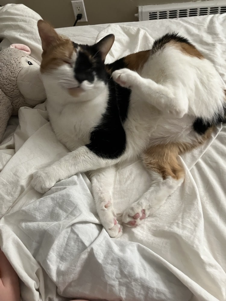 Calico cat scratching her ear with her foot
