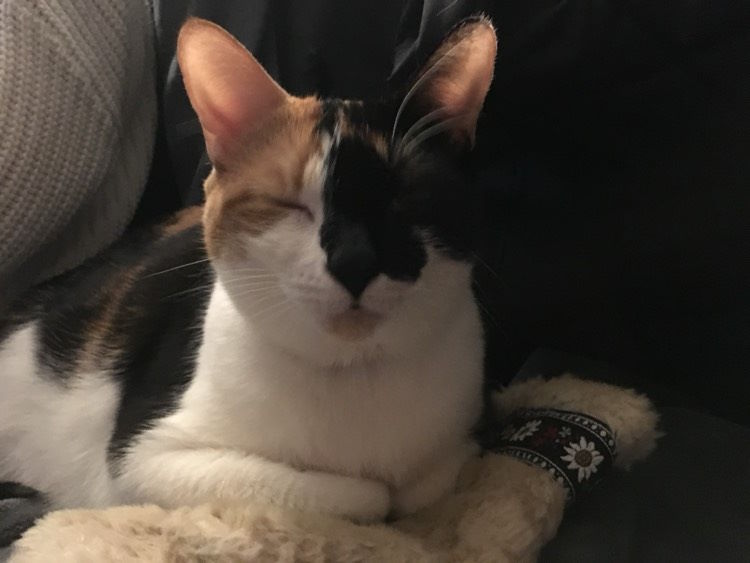 Calico cat peacefully resting on a mitten