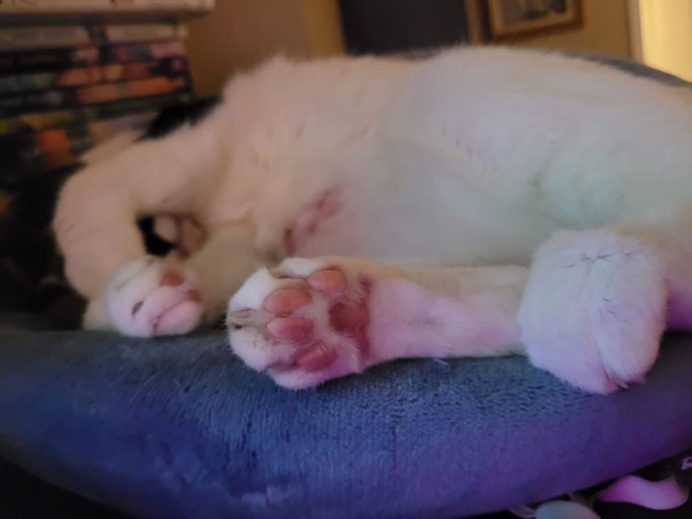 Calico cat sleeping with her paw covering her face
