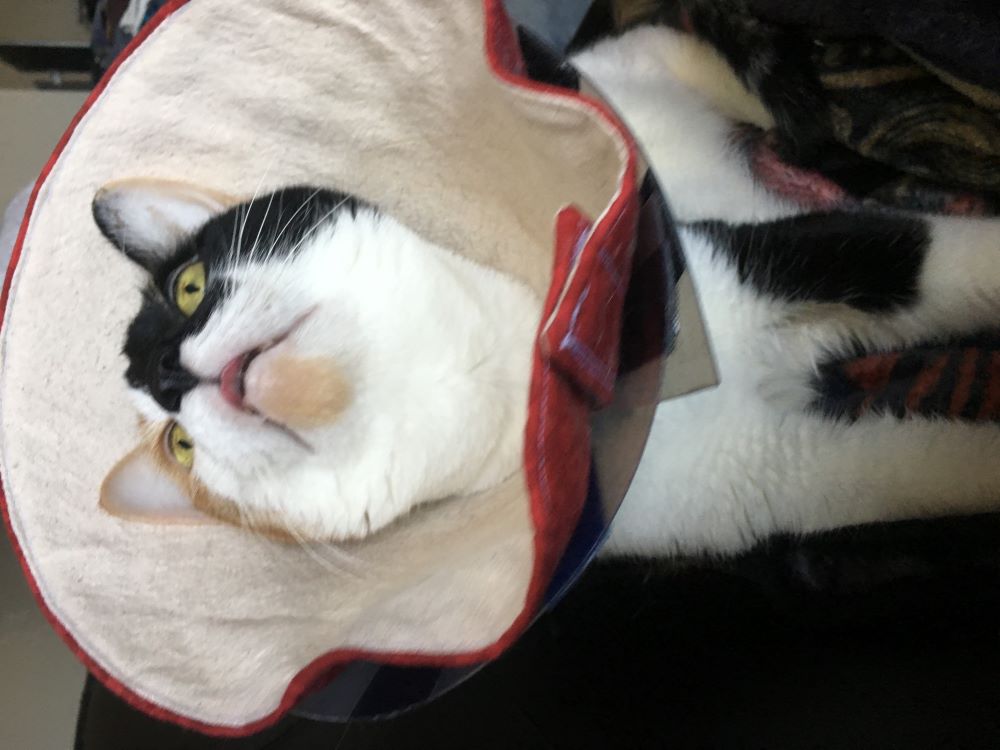 Calico cat wearing a red cone of shame, she has her tongue out and is looking at something out of frame