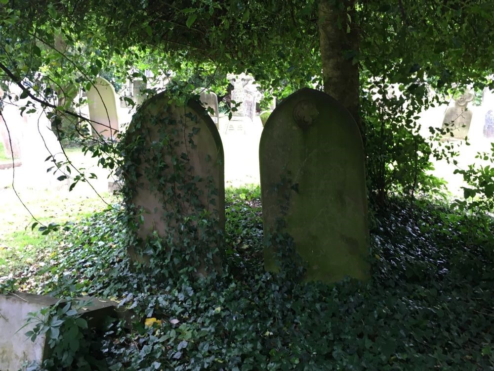 Two gravestones covered in ivy